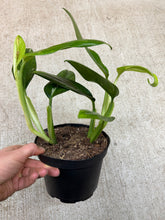 Load image into Gallery viewer, Monstera Standleyana Variegata 6"
