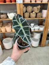 Load image into Gallery viewer, Alocasia Polly 4" - African Mask