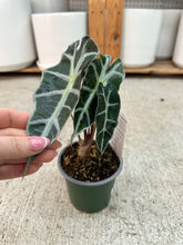 Load image into Gallery viewer, Alocasia Polly 4" - African Mask
