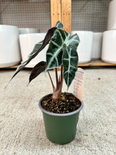 Load image into Gallery viewer, Alocasia Polly 4" - African Mask