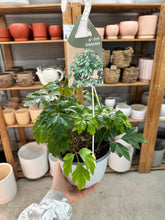 Load image into Gallery viewer, Cissus alata 6" HB - Danish Ivy