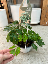 Load image into Gallery viewer, Cissus alata 6" HB - Danish Ivy