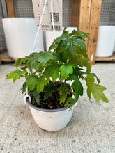 Load image into Gallery viewer, Cissus alata 6" HB - Danish Ivy