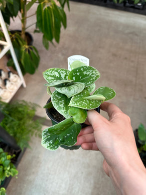 Scindapsus pictus 4