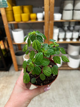 Load image into Gallery viewer, Peperomia Meridana 4"