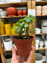 Load image into Gallery viewer, Peperomia Meridana 4"