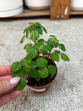 Load image into Gallery viewer, Peperomia Meridana 4"