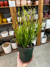 Load image into Gallery viewer, Euphorbia tirucalli 'Sticks on Fire' 6" - Red Pencil Tree