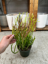 Load image into Gallery viewer, Euphorbia tirucalli 'Sticks on Fire' 6" - Red Pencil Tree
