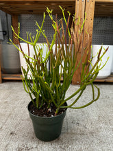 Load image into Gallery viewer, Euphorbia tirucalli 'Sticks on Fire' 6" - Red Pencil Tree