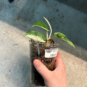 Epipremnum pinnatum marble 'Cup A'