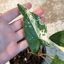 Load image into Gallery viewer, Syngonium Albo Podophyllum 4&quot; Small