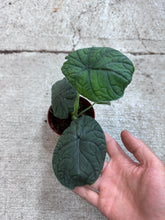 Load image into Gallery viewer, Alocasia Melo 4&quot;