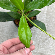 Load image into Gallery viewer, Hoya australis rupicola 4&quot; HB