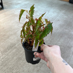 Begonia amphioxus 4"