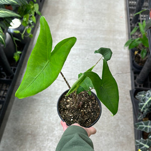 Alocasia Zebrina 'Tiger' 6"