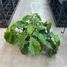Load image into Gallery viewer, Tetrastigma Vine 10&quot; Hanging Basket