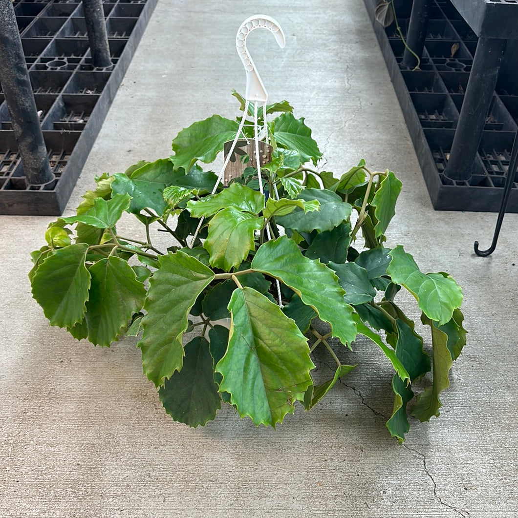 Tetrastigma Vine 10