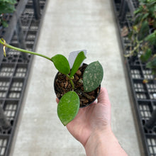 Load image into Gallery viewer, Hoya diversifolia 2&quot;
