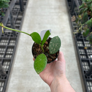 Hoya diversifolia 2"