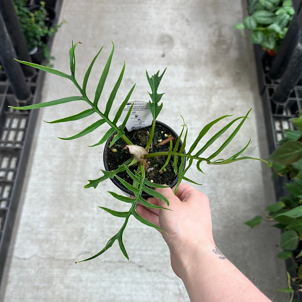 philodendron tortum Philodendron 'Tortum'