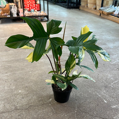 Philodendron Florida Beauty 6