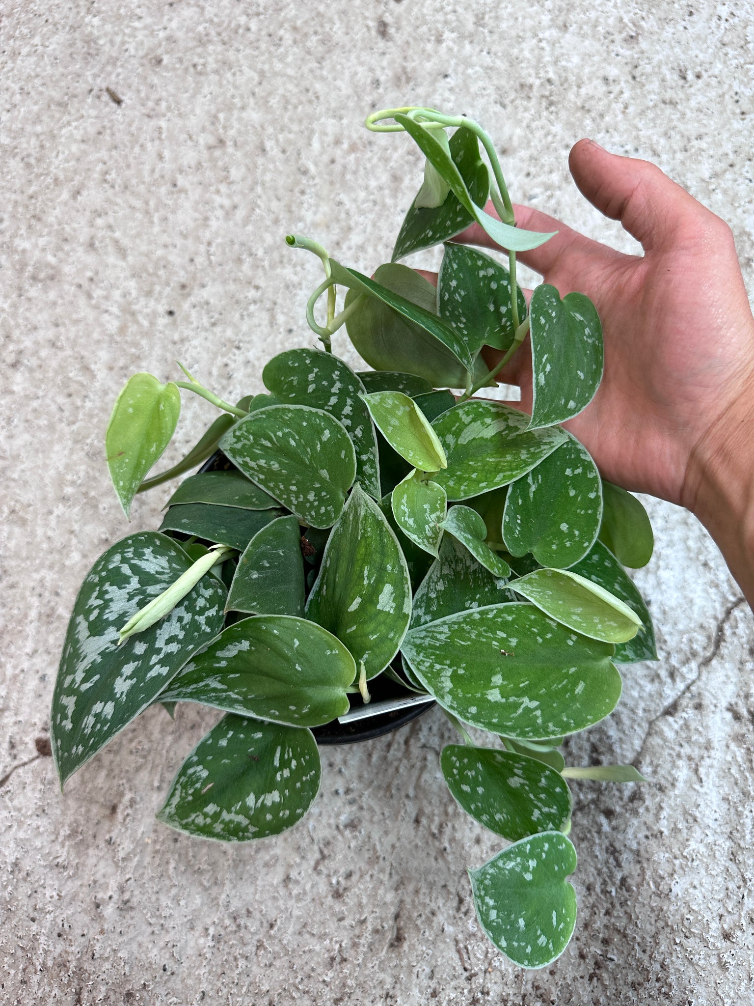 philodendron silvery ann Scindapsus 'Silvery Ann' 6"