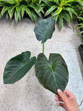 Load image into Gallery viewer, Alocasia &#39;Regal Shield&#39; 6&quot;