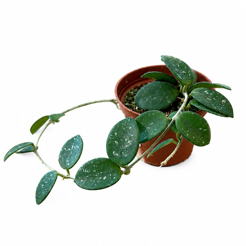 Hoya Mathilde 3
