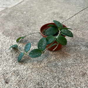 Hoya Mathilde 3"
