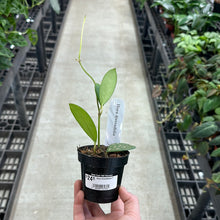 Load image into Gallery viewer, Hoya diversifolia 2&quot;