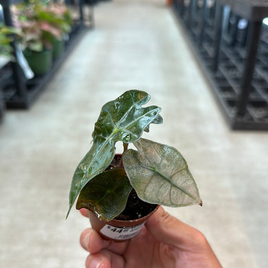 Alocasia Amazonica Variegata 2