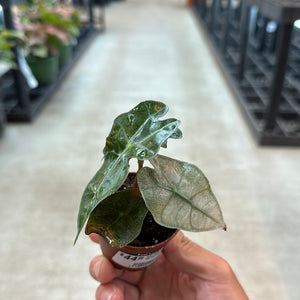 Alocasia Amazonica Variegata 2"