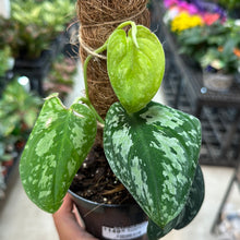 Load image into Gallery viewer, Scindapsus pictus &#39;Tricolor&#39; 4&quot;
