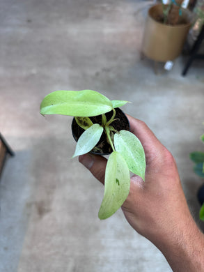 Philodendron Snowdrift 2
