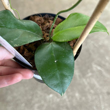 Load image into Gallery viewer, Hoya sp. PNG SV-422 4&quot;