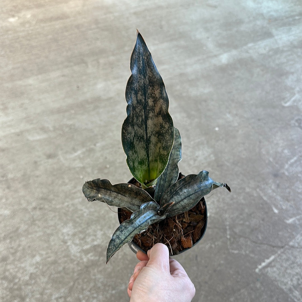 Sansevieria kirkii coppertone 4
