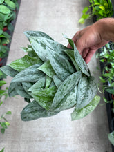 Load image into Gallery viewer, Scindapsus sp. 6&quot; - Satin Pothos