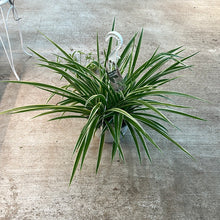 Load image into Gallery viewer, Chlorophytum sp. 8&quot; - Spider Plant Variegated Basket