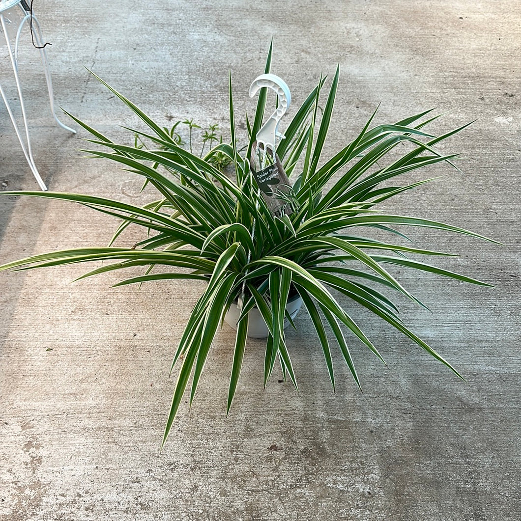 Chlorophytum sp. 8