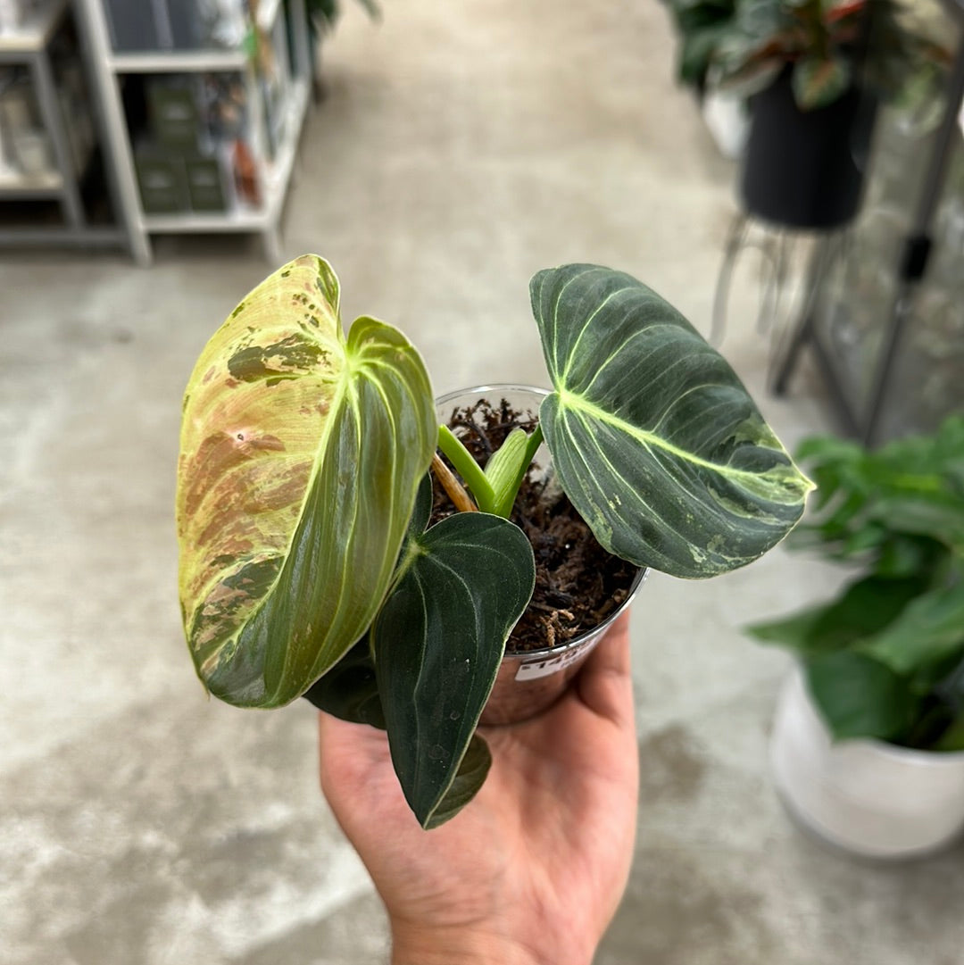 philodendron varicosa Philodendron Melanochrysum Variegata Cup – Kent East Hill Nursery