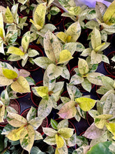 Load image into Gallery viewer, Ficus shivereana Small 4&quot;