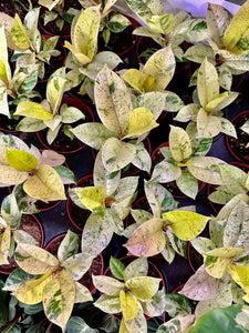 Ficus shivereana Small 4"