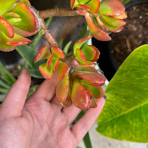 Crassula ovata 10" - Jade Plant