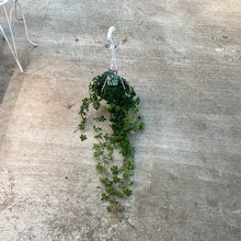 Load image into Gallery viewer, Parthenocissus striata 6&quot; - Sugarvine - Basket