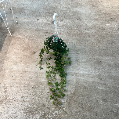 Parthenocissus striata 6