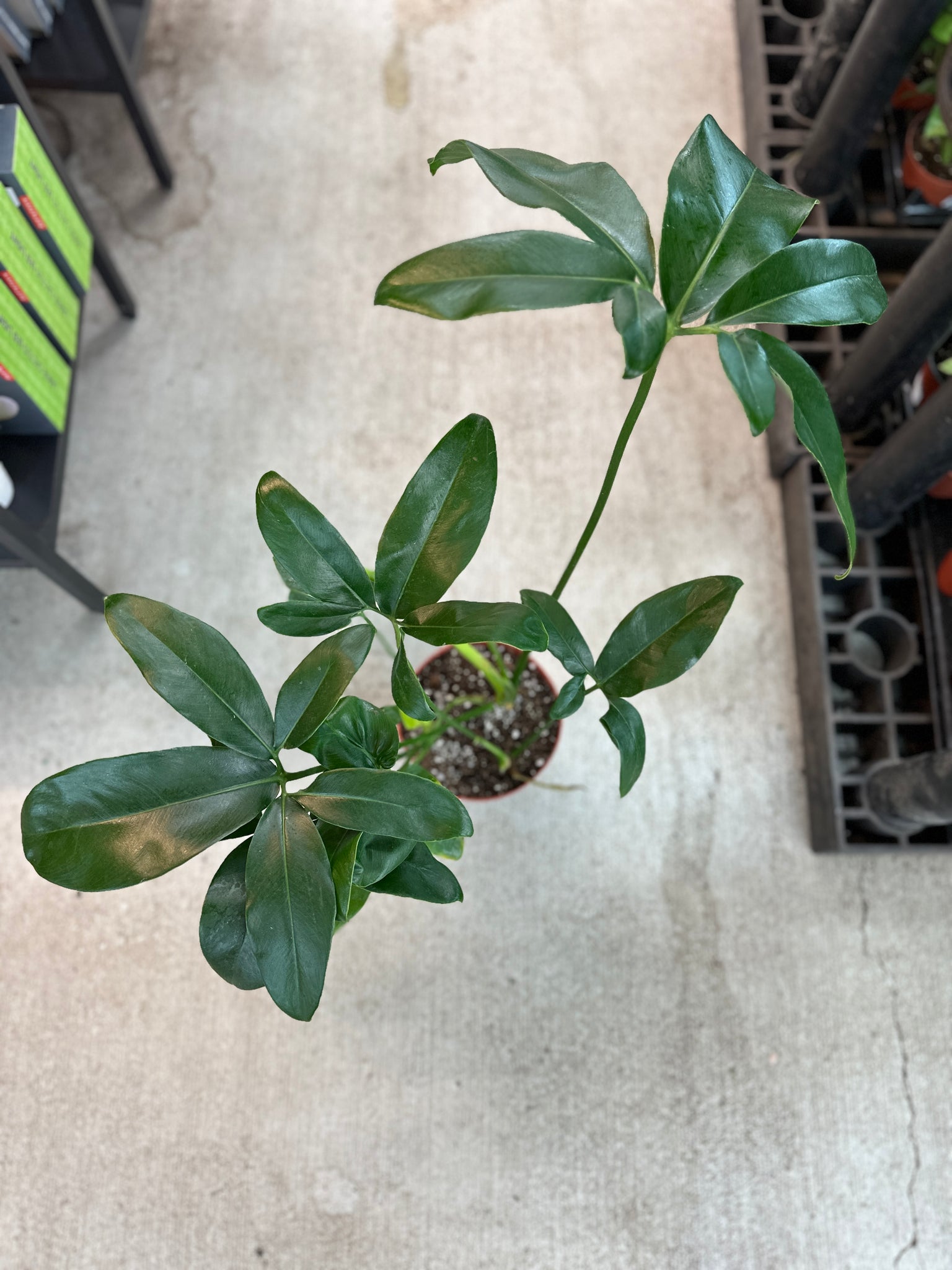 philodendron goeldii for sale Philodendron goeldii 6"