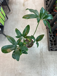 Philodendron goeldii 6"