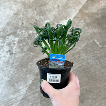 Load image into Gallery viewer, Albuca spiralis 4in