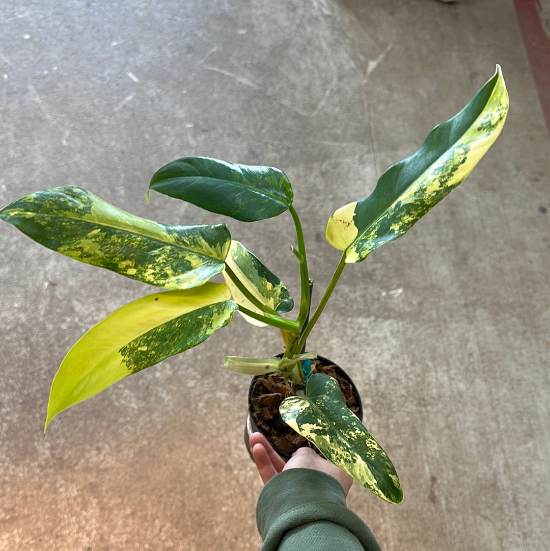 philodendron domesticum variegata Philodendron domesticum variegata 4" – Kent East Hill Nursery